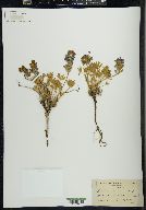 Lupinus minimus image