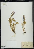Lupinus minimus image