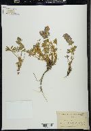 Lupinus minimus image