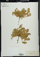 Lupinus minimus image