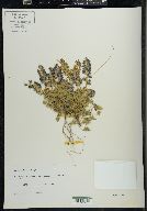 Lupinus minimus image