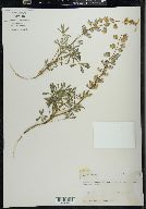 Lupinus nuttallii image