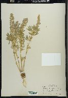 Lupinus argenteus var. laxiflorus image