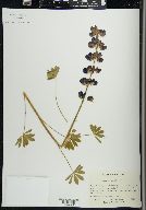 Lupinus grayi image