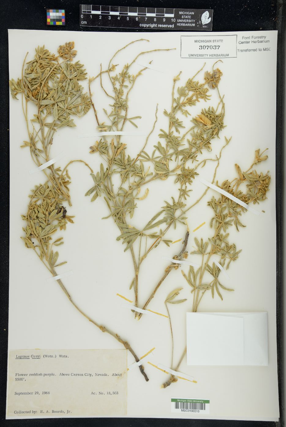 Lupinus grayi image