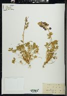 Lupinus grayi image