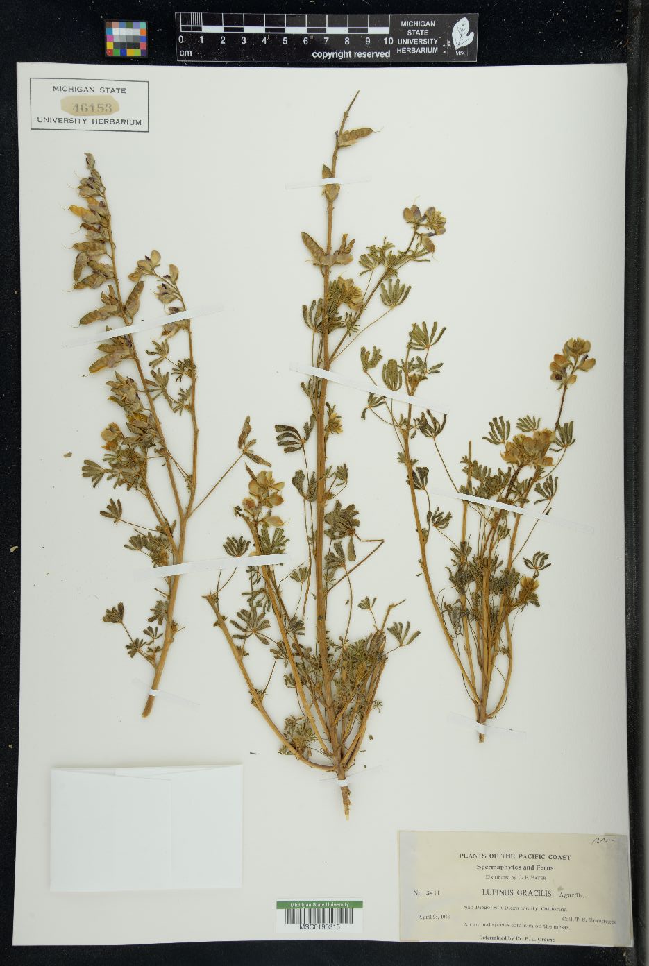 Lupinus gracilis image