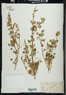 Lupinus gracilis image