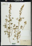 Lupinus gracilis image