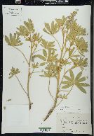 Lupinus formosus var. robustus image