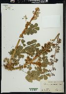 Lupinus hirsutissimus image