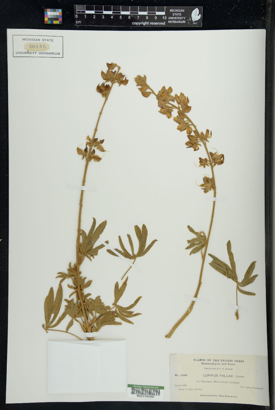 Lupinus fallax image