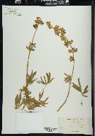 Lupinus fallax image