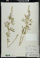 Lupinus floribundus image