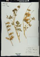 Lupinus formosus image