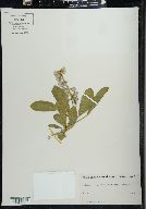 Lupinus cumulicola image
