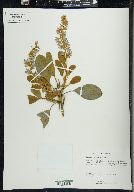 Lupinus cumulicola image