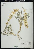 Lupinus densiflorus image