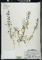 Lupinus concinnus image