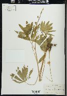 Lupinus burkei image