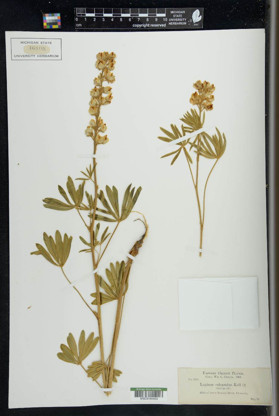 Lupinus calcaratus image