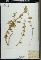 Lupinus chamissonis image