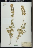 Lupinus chamissonis image