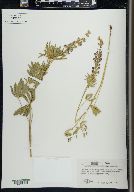 Lupinus caudatus image