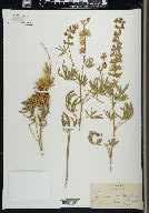 Lupinus caudatus image