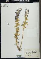 Lupinus caudatus image