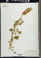 Lupinus formosus var. robustus image