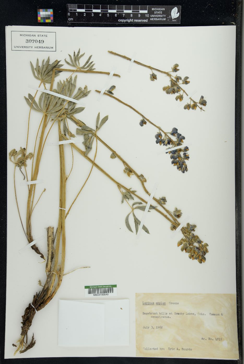 Lupinus amplus image