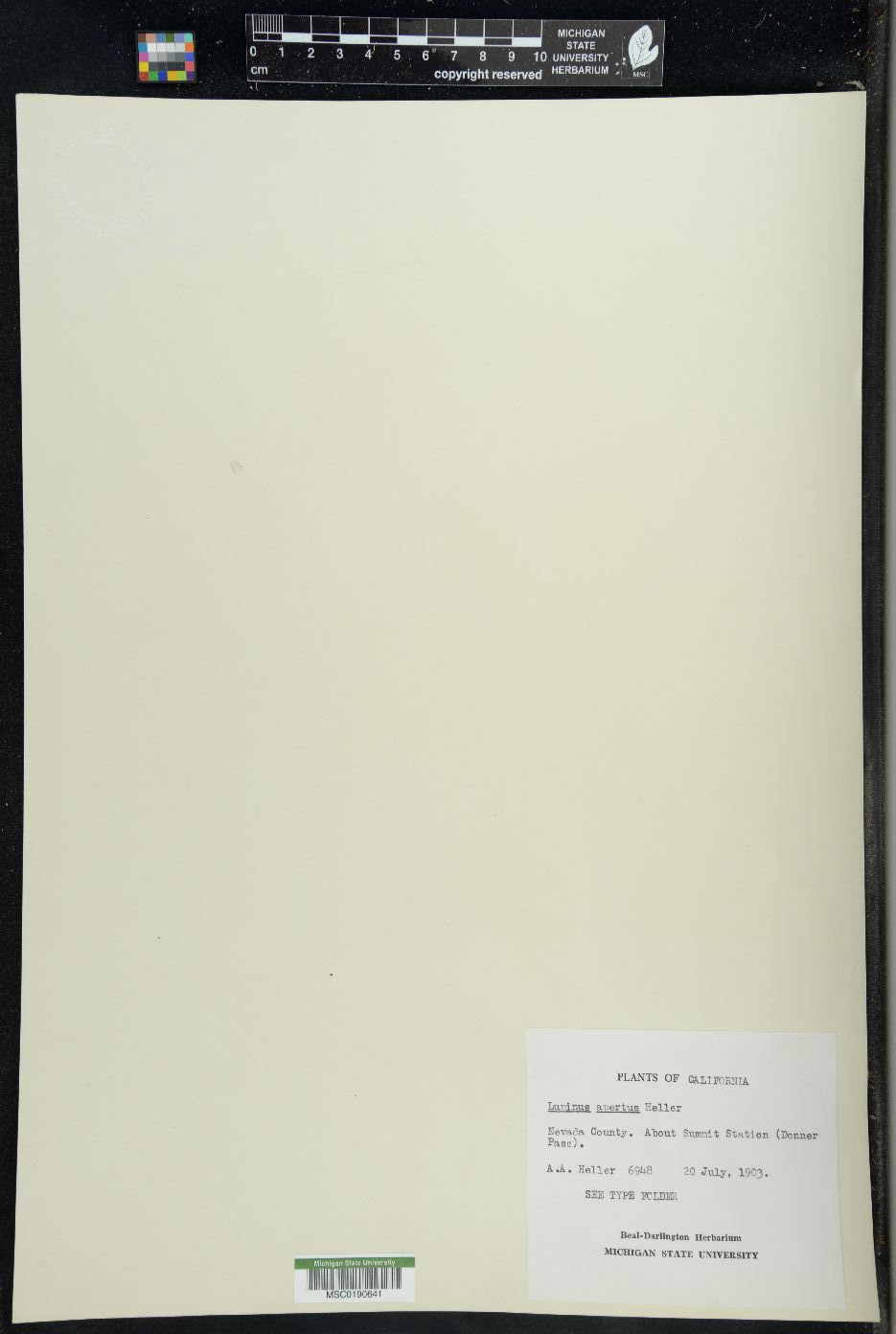 Lupinus apertus image