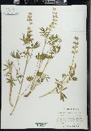 Lupinus arbustus image