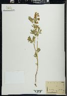 Lupinus andersonii image