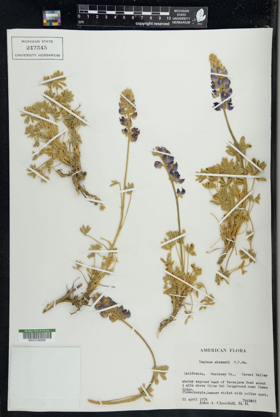 Lupinus abramsii image