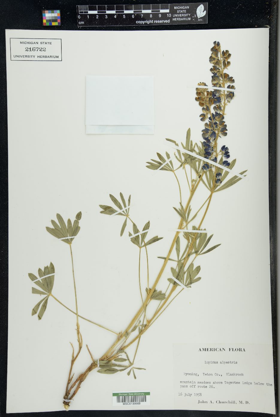 Lupinus alpestris image