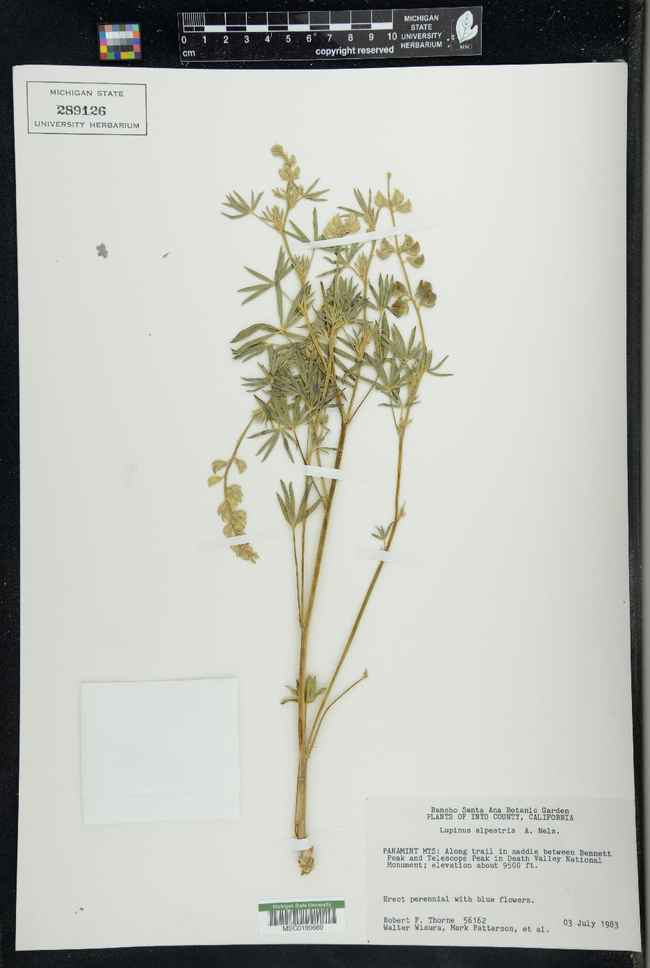 Lupinus alpestris image