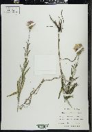 Cirsium virginianum image