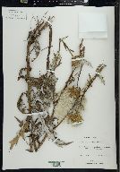 Cirsium terraenigrae image