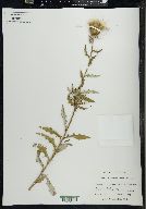 Cirsium terraenigrae image