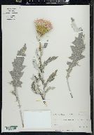 Cirsium undulatum image