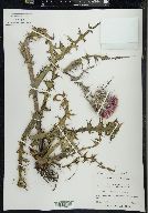 Cirsium smallii image