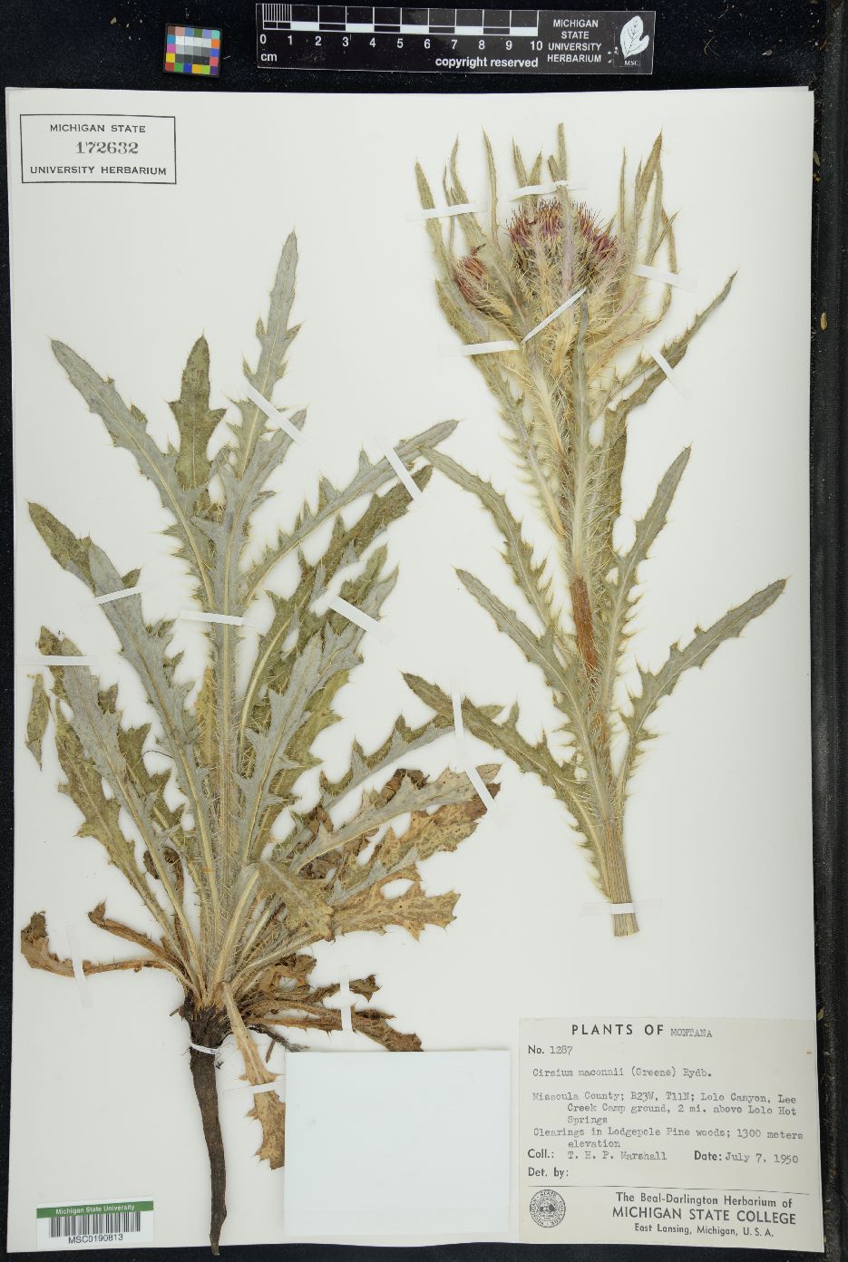 Cirsium macounii image