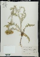 Cirsium modestum image