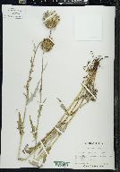 Cirsium grahami image