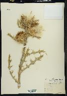 Cirsium horridulum image