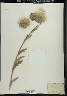 Cirsium occidentale var. californicum image