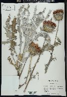 Cirsium coulteri image