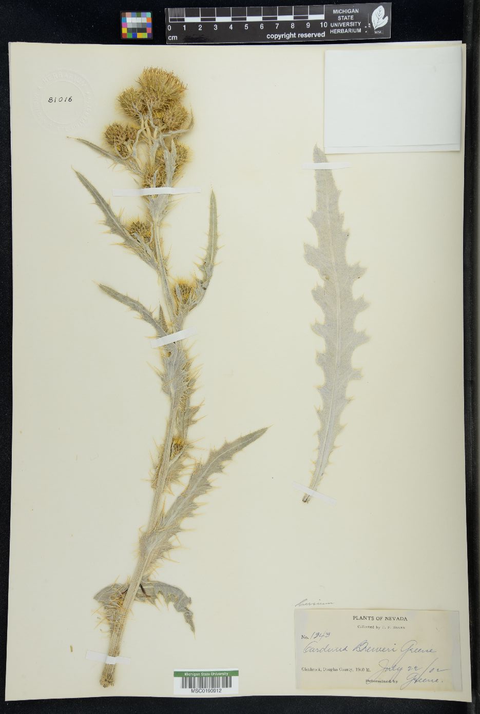 Cirsium breweri image